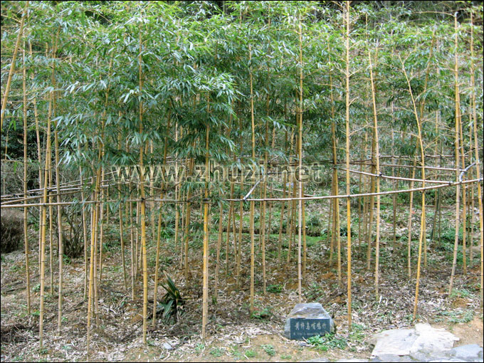 井岡山百竹園2010年從本公司引進的優(yōu)良觀賞竹種