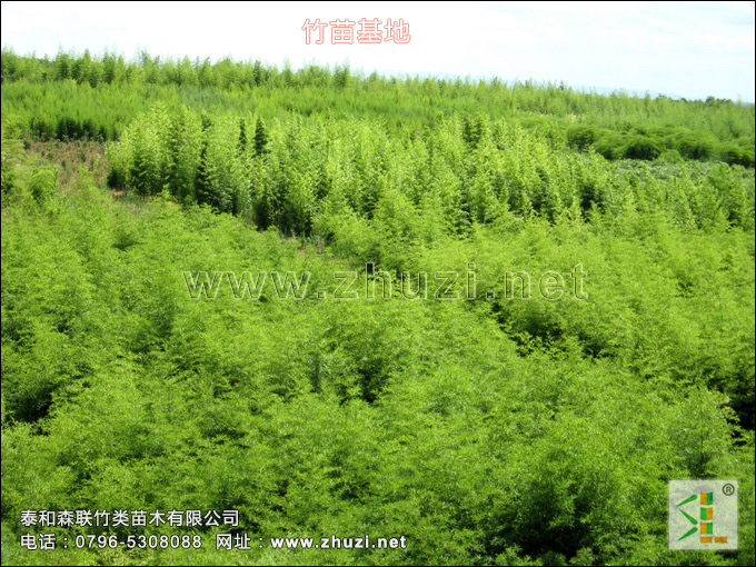 觀賞竹苗生產(chǎn)基地